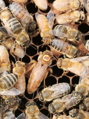 Instrumentell besamte Ligustica Cordovan Bienenkönigin mit Eiablageprüfung