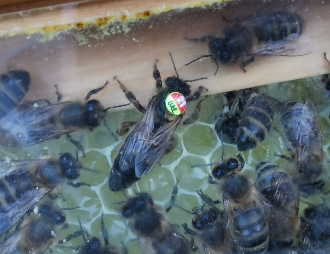 Instrumentell besamte Dunkle Biene (APIS Mellifera Mellifera ) Bienenkönigin mit Eiablageprüfung