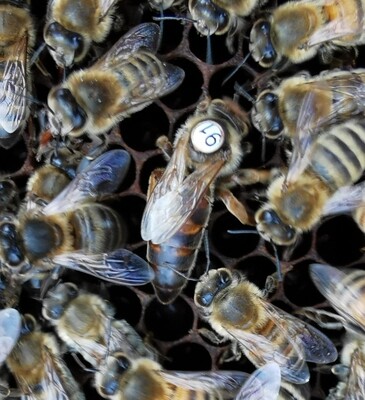 Belegstellenbegattete Bienenkönigin Carnica