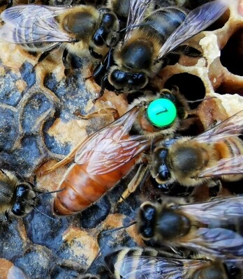 Instrumentell besamte Bienenkönigin Buckfast mit Eiablageprüfung