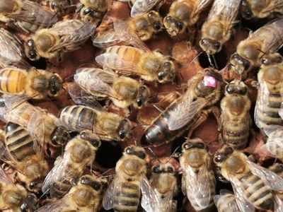 Bienenköniginnen am Lager