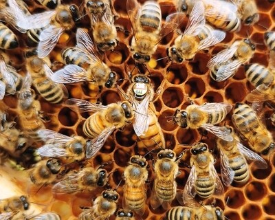 Bienenköniginnen Vorbestellung 2026