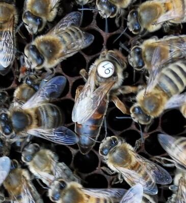 Instrumentell besamte Bienenkönigin Carnica mit Eiablageprüfung 2026