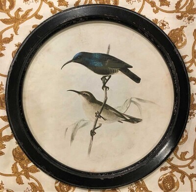 Round Framed Vintage Style Bird Print - Perched High