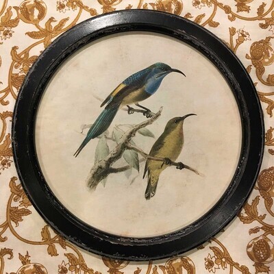 Round Framed Vintage Style Bird Print - Resting Perch