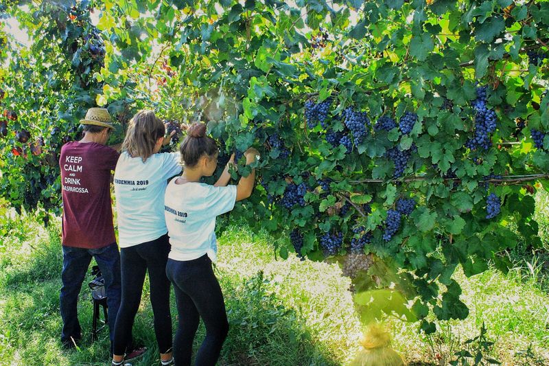 Vendemmia Esperienziale in Acetaia