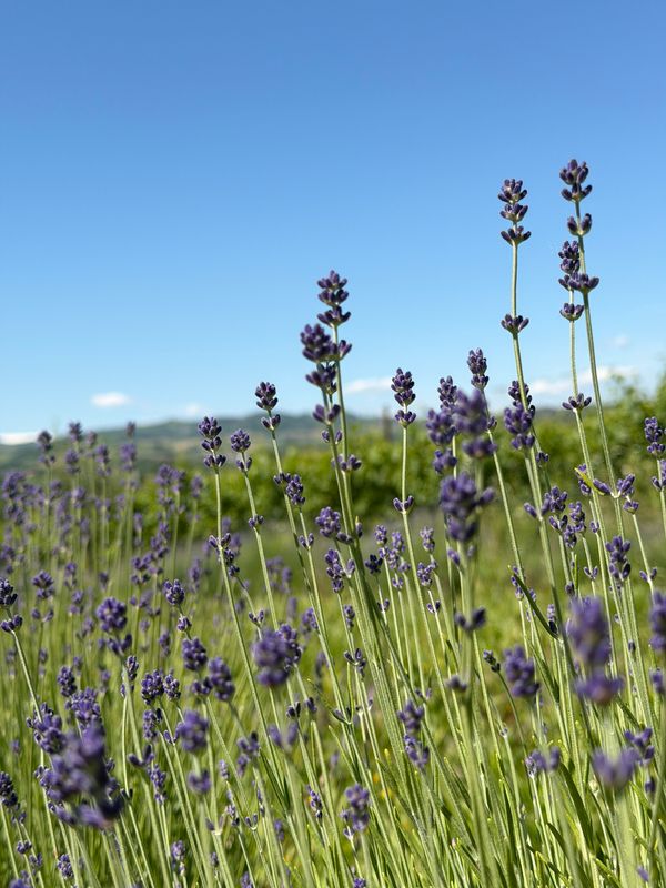 APERICENA NELLA  LAVANDA