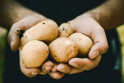 Russet Baker Potatoes