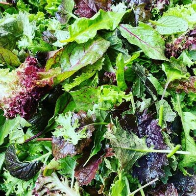 Salad Greens Mix