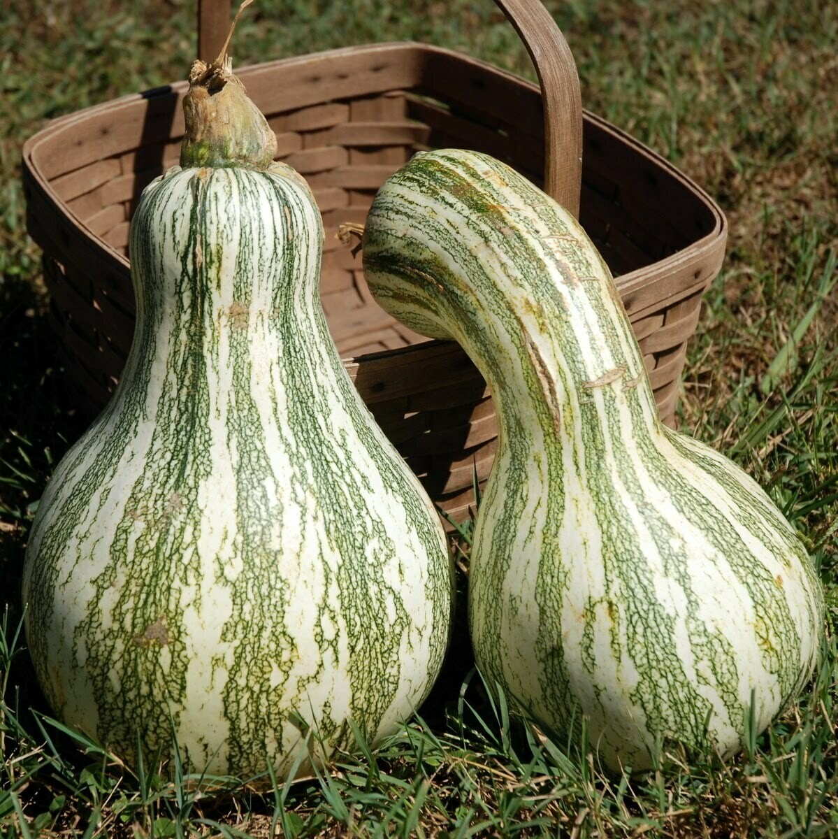 Large Cushaw Squash