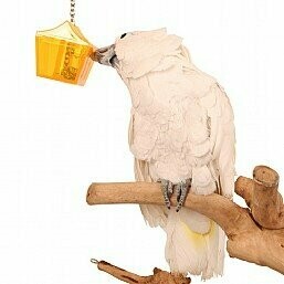 Parrot's Treasure