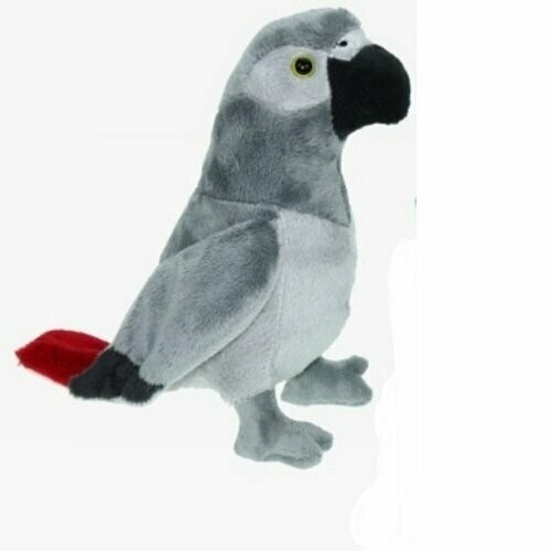 Graupapagei