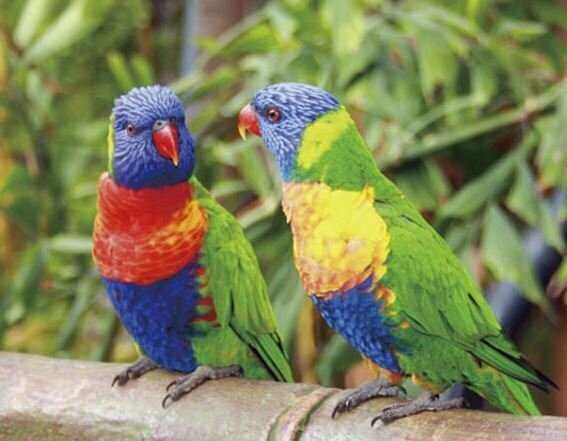 Magnetplatte Loris