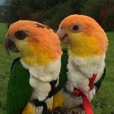 Kleine Papageien