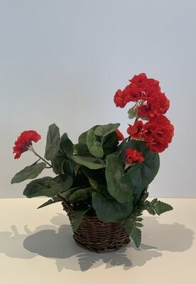 Panier de Géraniums rouge