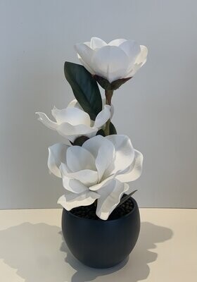 Magnolias blanches