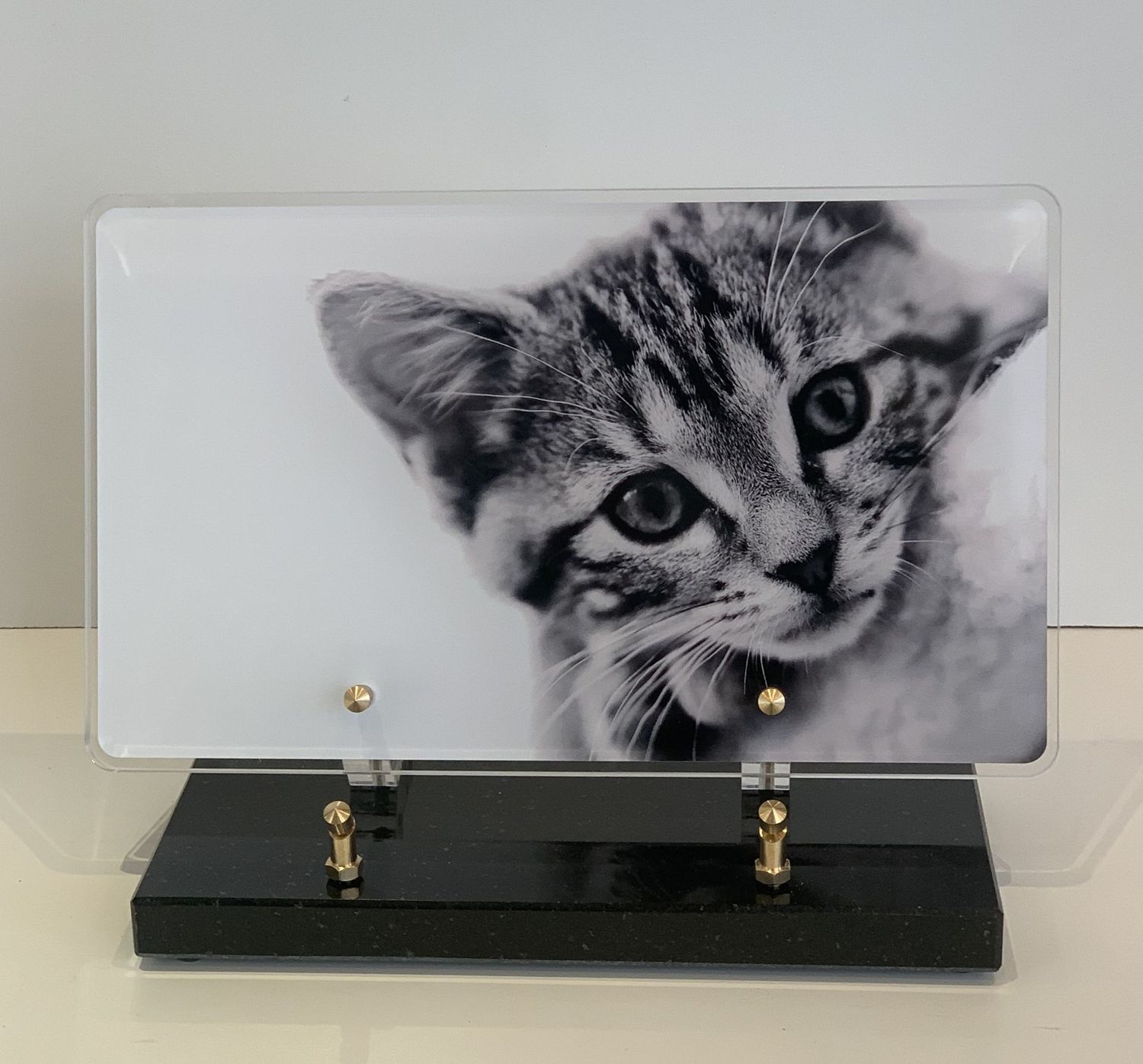 Chat noir et blanc