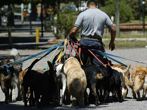 Dog Walking