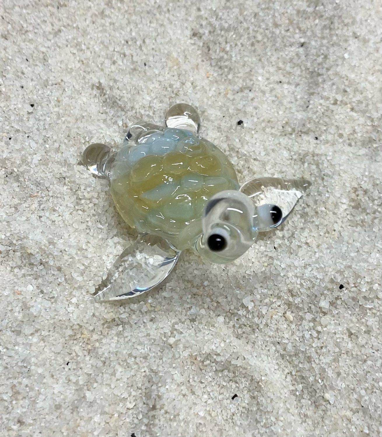 🐢 Shellybean 🐢