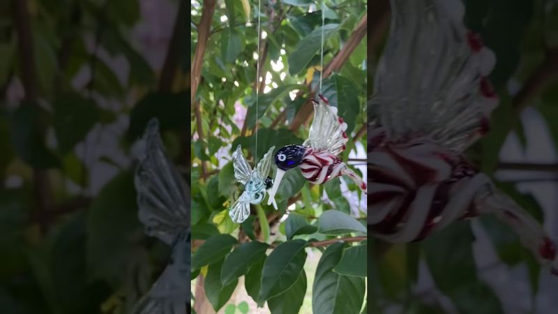 🦜 HUMMINGBIRDS 🦜