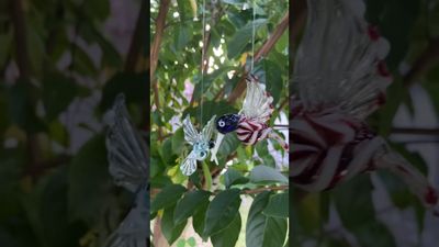 🦜 HUMMINGBIRDS 🦜