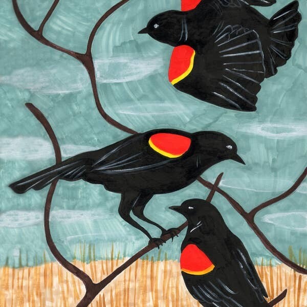 Red Winged Blackbirds