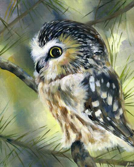 Saw Whet Owl 8x10