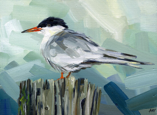Tern On Teal 8x10