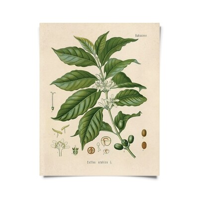 Vintage Botanical Coffee Plant Print - 16x20