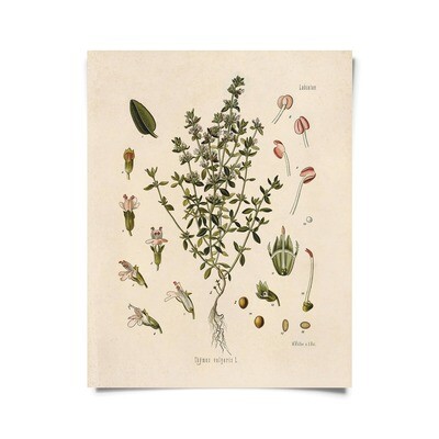 Vintage Botanical Thyme Herb Print - 16x20