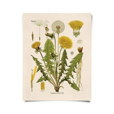 Vintage Botanical Dandelion Flower Print - 16x20