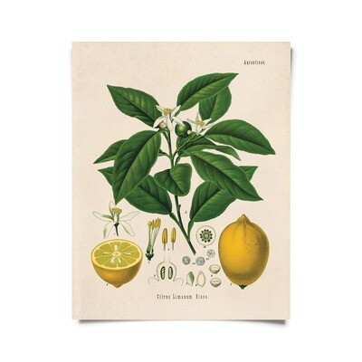 Vintage Botanical Citrus Lemon Print - 16x20