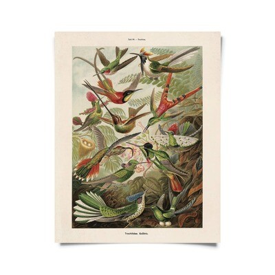 Vintage Natural History Haeckel Hummingbirds Print - 16x20