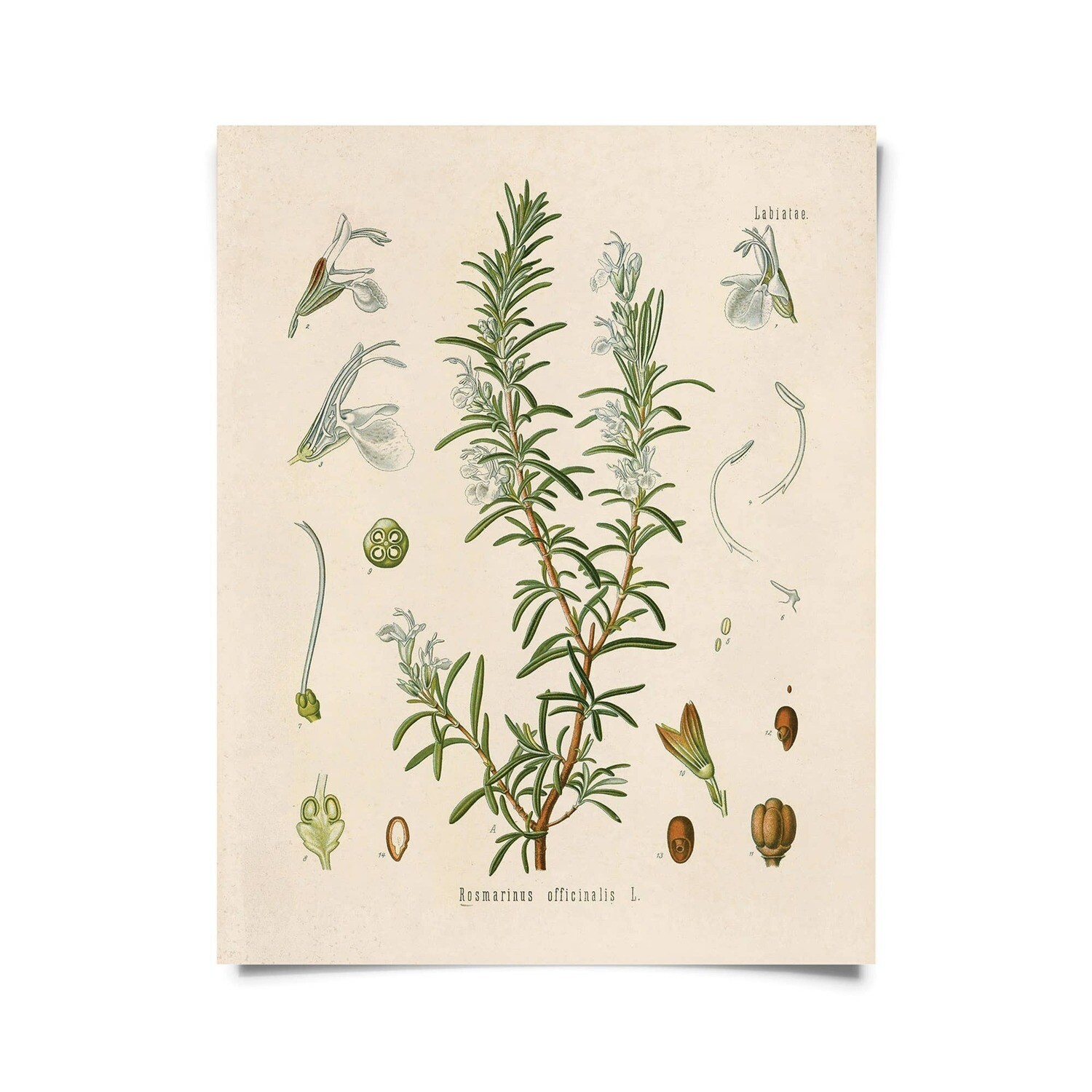 Vintage Botanical Rosemary Herb Print - 16x20
