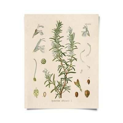 Vintage Botanical Rosemary Herb Print - 16x20