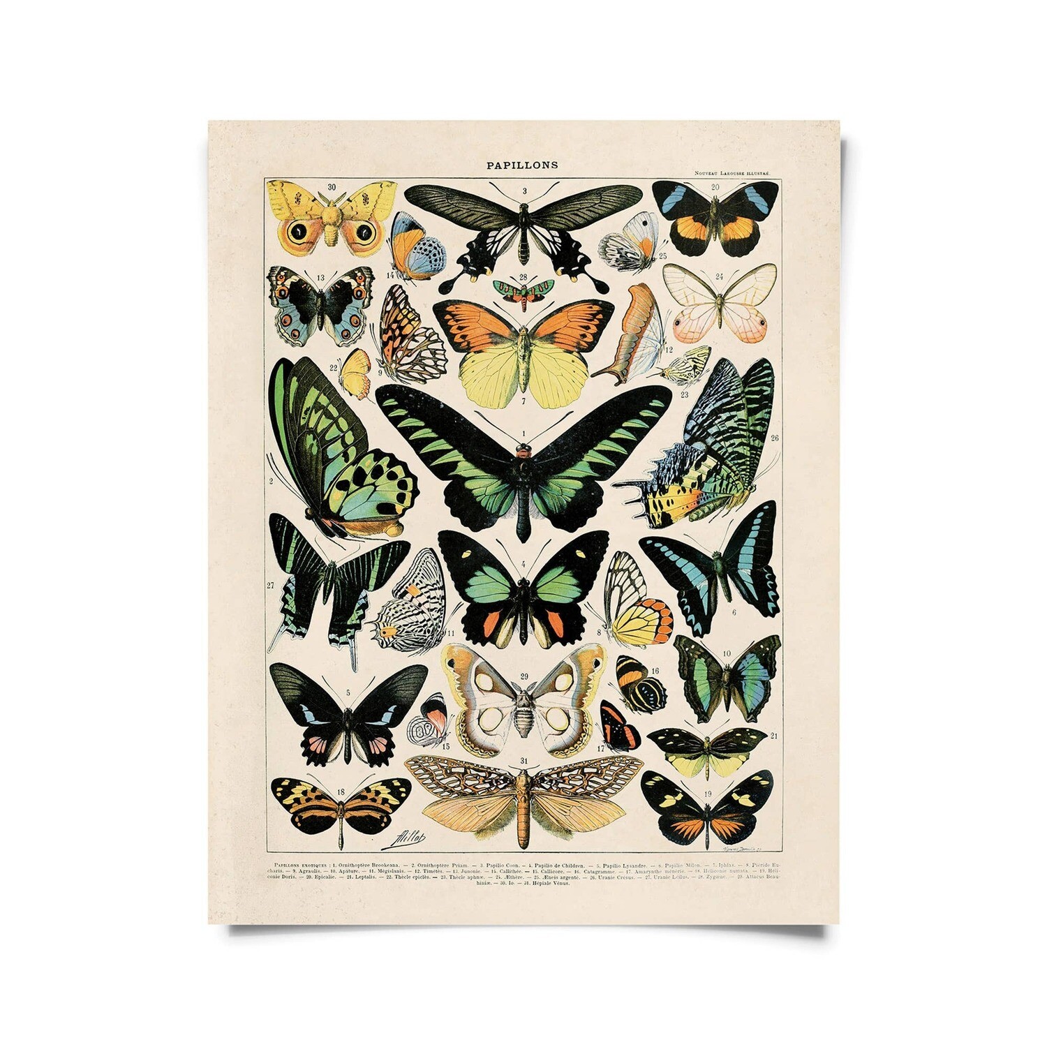 Vintage Natural History French Butterfly 1 Print  16x20