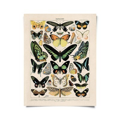 Vintage Natural History French Butterfly 1 Print - 16x20