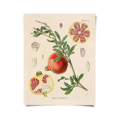 Vintage Botanical Pomegranate Fruit Print - 16x20