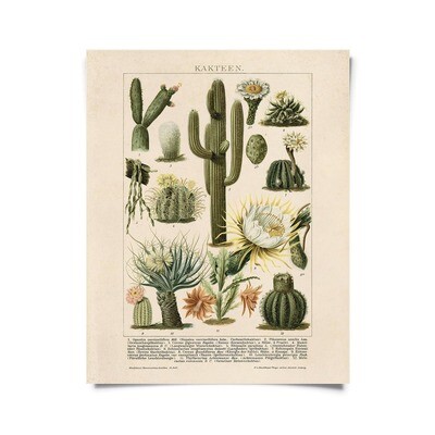 Vintage Botanical Cactus Kakteen Chart 2 Print - 16x20