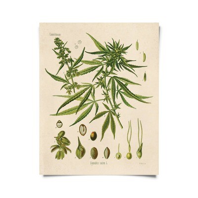 Vintage Botanical Cannabis Sativa Marijuana Print - 16x20