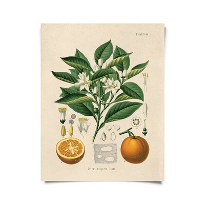 Vintage Botanical Citrus Orange Print - 16x20
