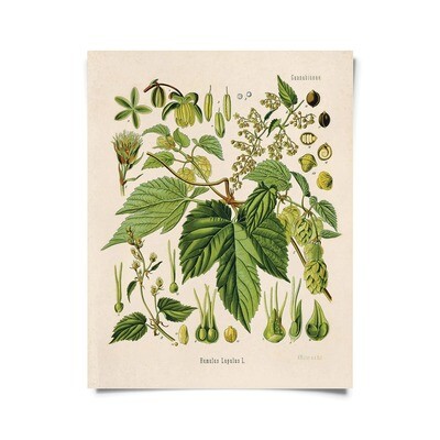 Vintage Botanical Beer Hop Flower Print - 16x20