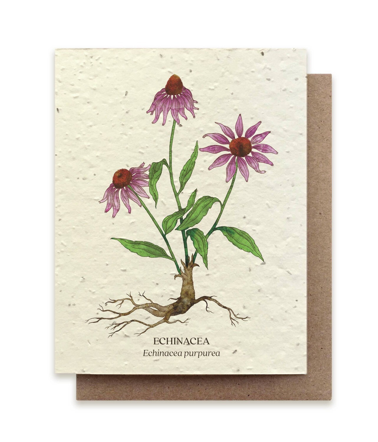 Echinacea Botanical Greeting Cards - Plantable Seed Paper - No Sleeves