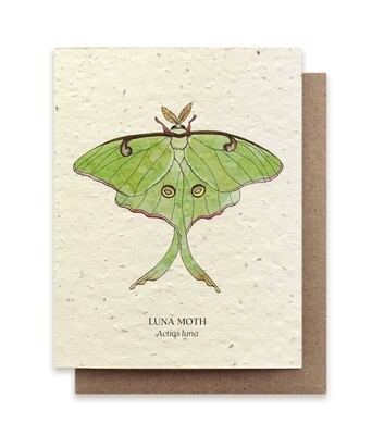 Luna Moth Insect Greeting Cards - Plantable Seed Paper - No Sleeves