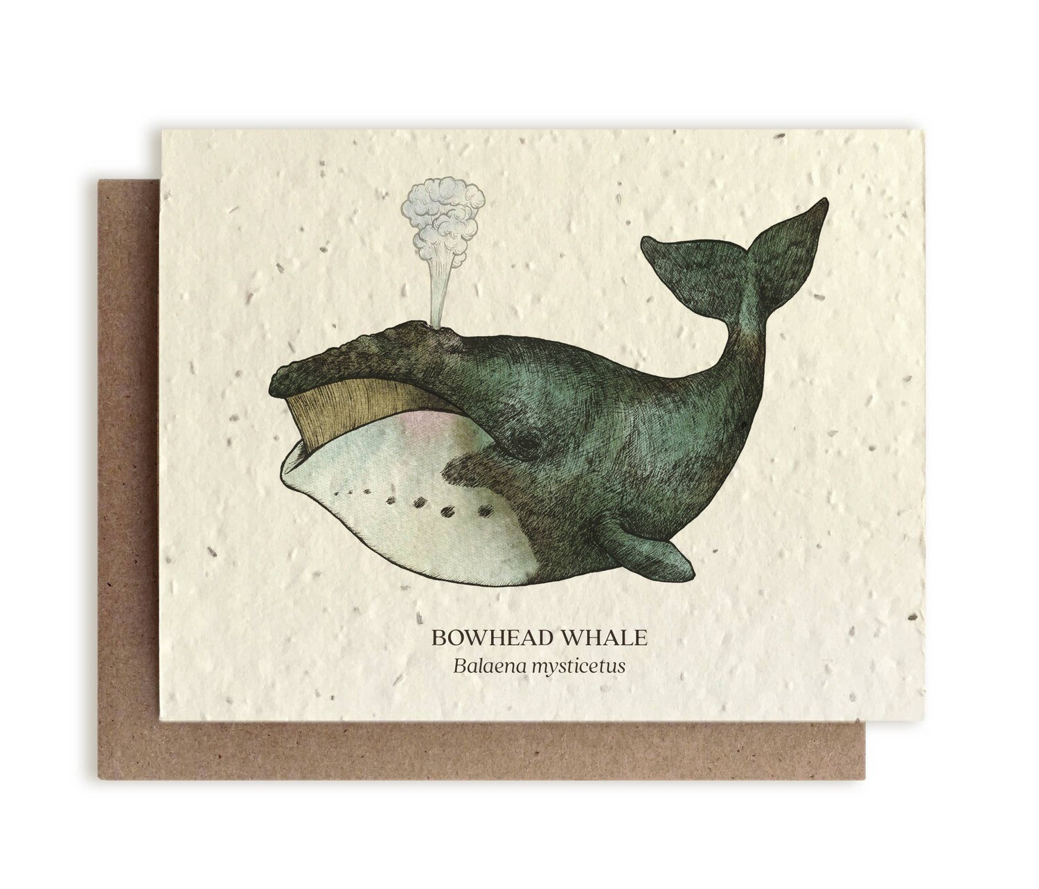 Whale Ocean Greeting Cards - Plantable Seed Paper - No Sleeves