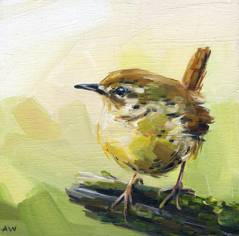 74AA Spring Wren 8x10