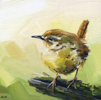 74AA Spring Wren 8x10