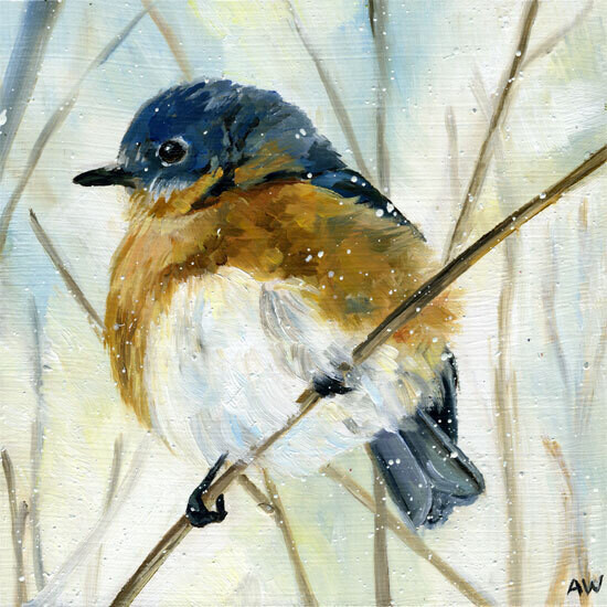 38 Snowy bluebird 8x10