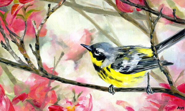 51 Magnolia Warbler 8x10