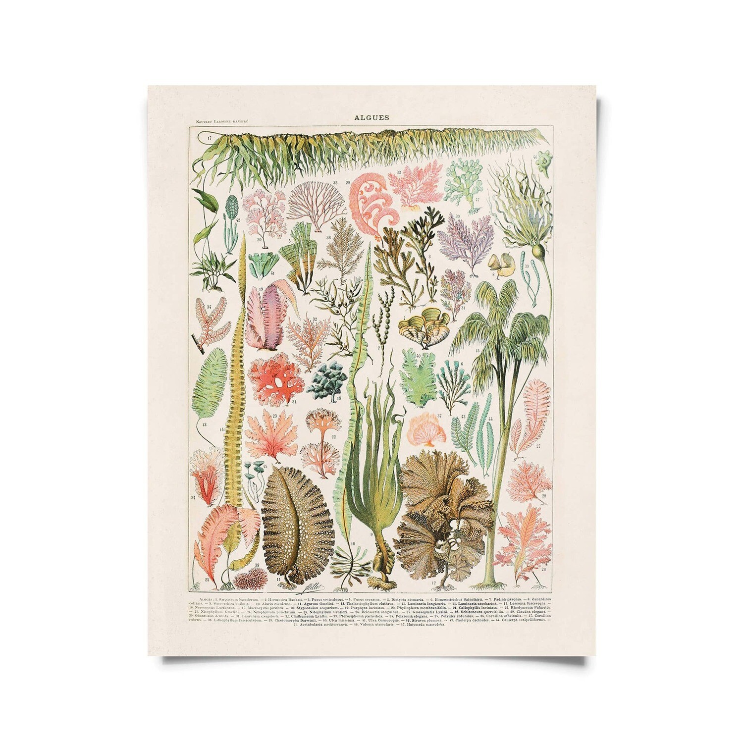 Vintage Botanical Seaweed Algae Print 16x20